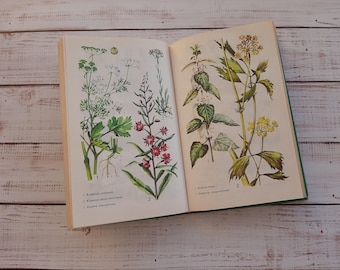 Medicinal Plants - Vintage botany book with beautiful color drawings - Wild Forest Herbs Flower Illustration