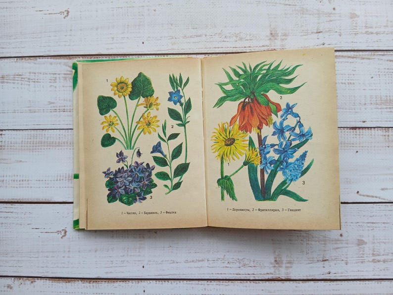 Vintage Botanical Book With Color Drawings - Wild Forest Herbs, Flower ...