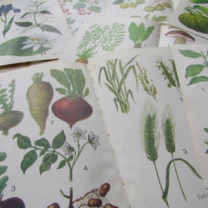 Páginas de plantas medicinales antiguas - 8 páginas dobles con dibujos de flores - Set de láminas botánicas - Plantas silvestres del bosque - Papel efímero