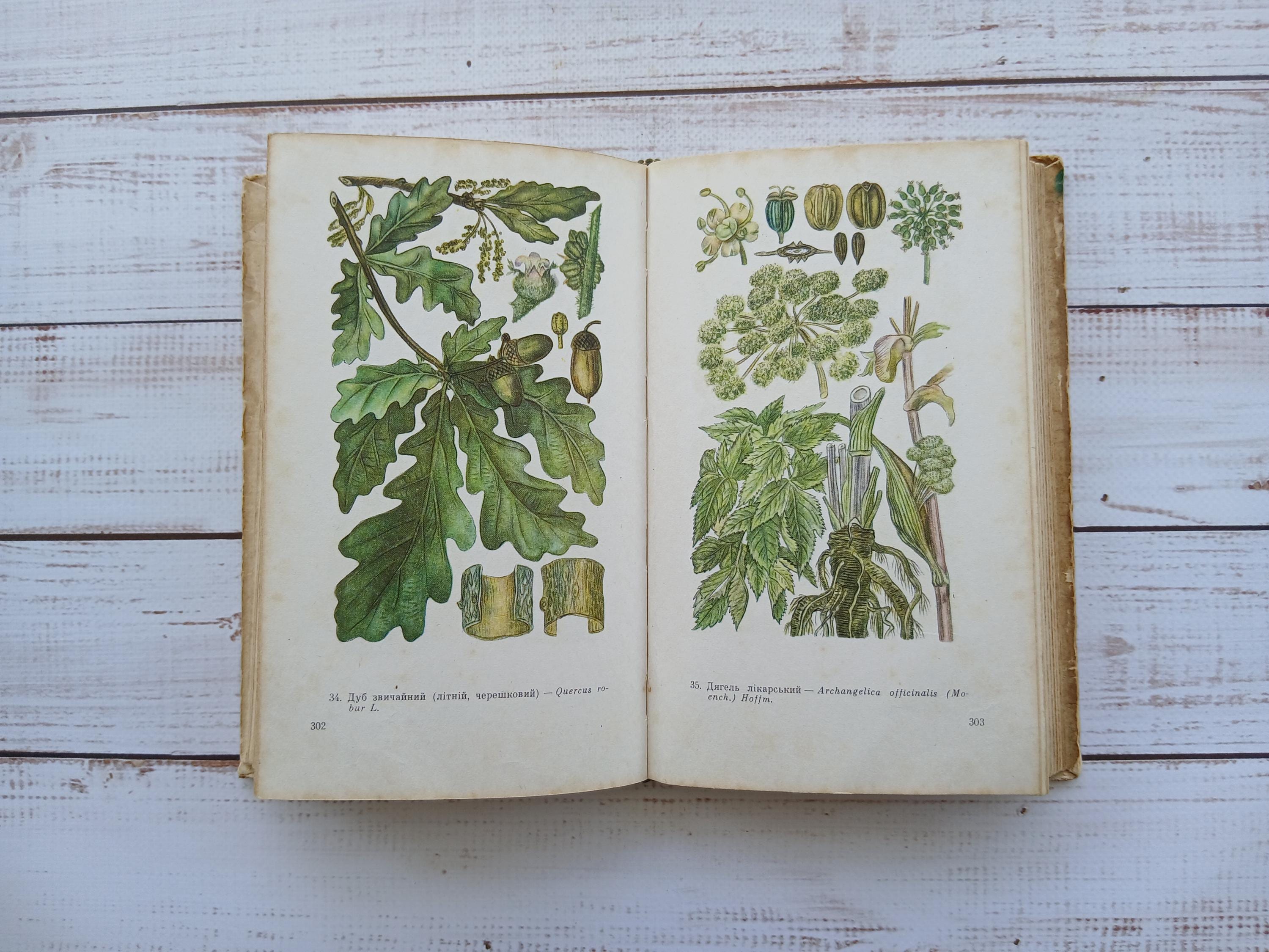 ヴィンテージ薬用植物図鑑 – 1970年代のカラー植物イラスト - Etsy 日本