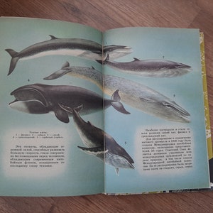 Animals book - Vintage Illustrated book - Hunting Animals Birds book - Reading book on zoology - Whales, snakes, insects - Entomology book
