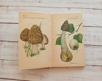Vintage illustrated mushrooms book - Botanical Book - 64 color illustrations - Natural History Guide to Mushrooms