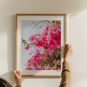 May include: A framed photograph of pink bougainvillea flowers in bloom against a white background. The flowers are clustered together in a vibrant display of color.
