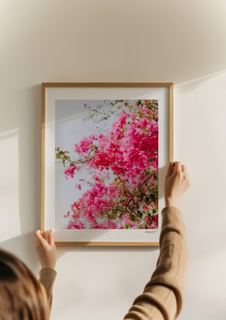 May include: A framed photograph of pink bougainvillea flowers in bloom against a white background. The flowers are clustered together in a vibrant display of color.