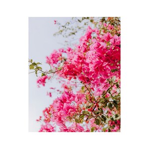 May include: A close-up of a pink bougainvillea bush in bloom. The flowers are clustered together in a vibrant pink hue, creating a beautiful display of color.