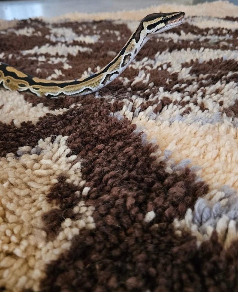 May include: A brown and tan snake with a patterned skin is on a brown and white shaggy rug.