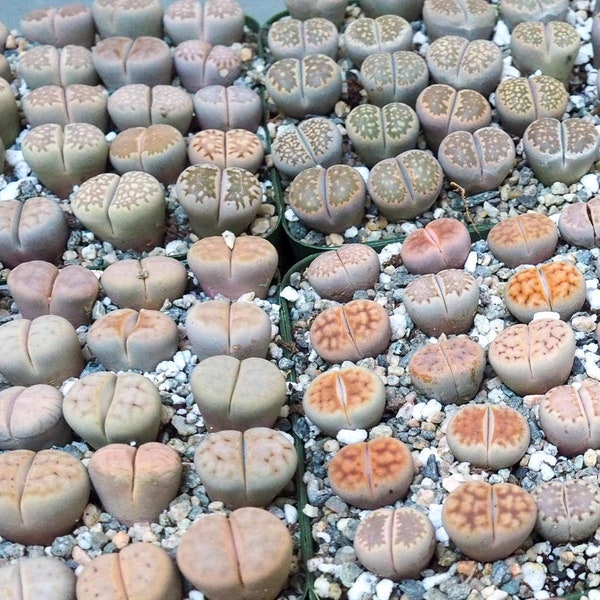 Lithops - Living Rock Succulent Live Plant