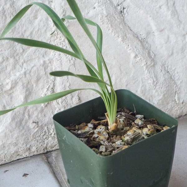 Boophone Disticha Live Plant