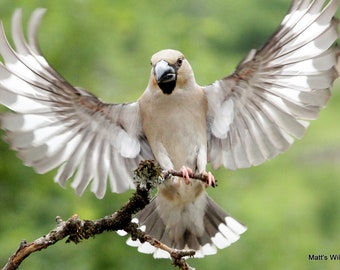 Oiseau Etsy