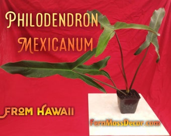 1 - Large Mexicanum * Philodendron Latisagittum * Live Rare Fresh Aroid top cutting Plant From Hawaii