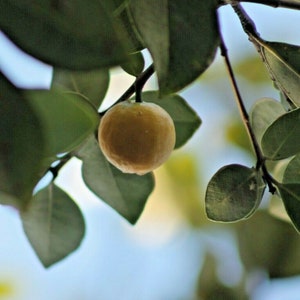 Lemon Guava bundle! 20 seeds - 3 branch cuttings 7 inches long * Tropical Yellow fruit seed & tree scion for grafting or rooting