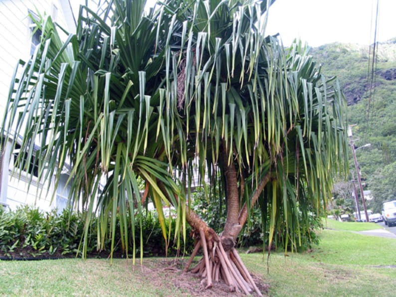 2-4\u201d tall LIVE plants Stilt Screw Pine Pandanus tectorius Seedling 3 ~ Hawaiian HALA tree saplings