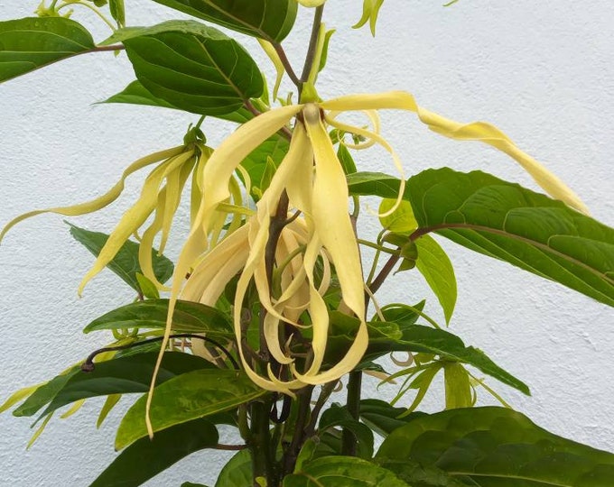 1 Dwarf Ylang Ylang Tree 1.52 Foot Tall Cananga Odorata Rare Perfume