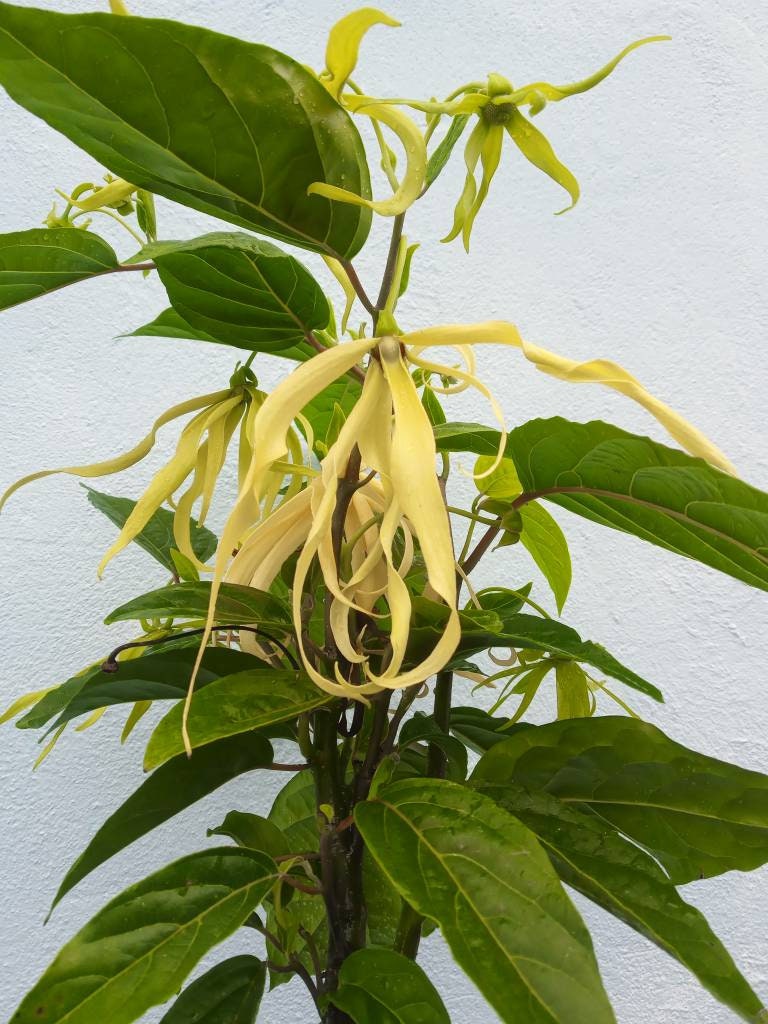 Dwarf Ylang Ylang Tree