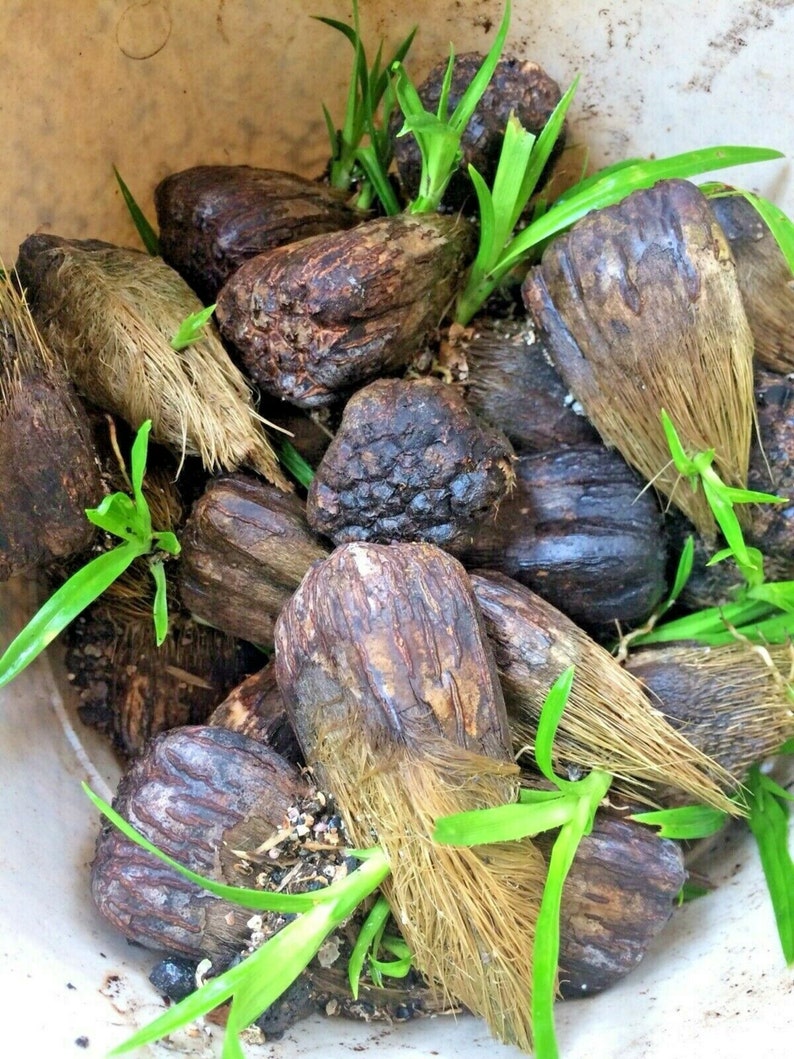 2-4\u201d tall LIVE plants Stilt Screw Pine Pandanus tectorius Seedling 3 ~ Hawaiian HALA tree saplings