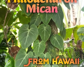 3 - Baby Micans * 4 Node Cuttings * Philodendron Hederaceum * Heart  Sweetheart Velvet Leaf * Live Rare Aroid Plant From Hawaii! - Etsy