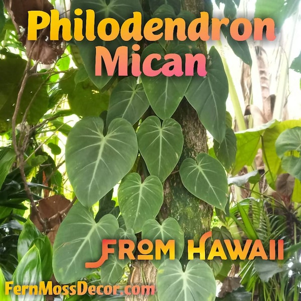 3 - Baby Micans * 4 node cuttings * Philodendron Hederaceum * heart Sweetheart Velvet leaf * Live Rare Aroid Plant From Hawaii!