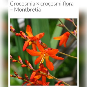 10 bulbs - Montbretia Crocosmia * Redish - Orange Blooms * Hawaiian Tropical plant * Live Rhizomes From Hawaii!