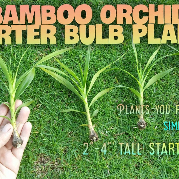 4 starter plants 2" - 4" tall * Bulbs - No Roots * Hawaiian Tropical Bamboo ORCHID * Live Rhizomes From Hawaii!