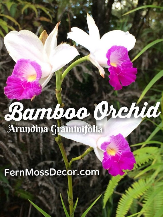 12 Starter Plants * 1 Foot Tall * Bulbs - No Roots * Hawaiian Tropical Bamboo  ORCHID * Live Rhizomes From Hawaii! - Etsy