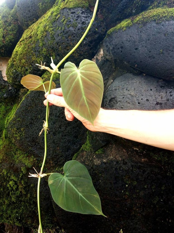 3 - Large Slim Micans * 3 node cutting * Philodendron Hederaceum * heart  Sweetheart Velvet leaf * Live Plant From Hawaii!