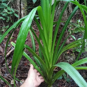 Hawaiian Hala Tree Preorder 2-3ft Live Plant + Ebook & Calendar - Ships Spring 2026 (Limited 25 Spots) * Stilt Screw Pine Pandanus tectorius