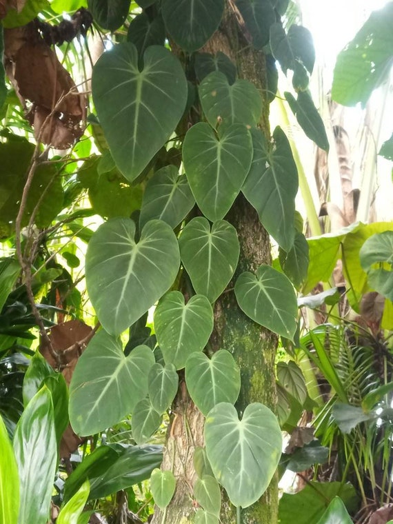 3 - Baby Micans * 4 Node Cuttings * Philodendron Hederaceum * Heart  Sweetheart Velvet Leaf * Live Rare Aroid Plant From Hawaii! - Etsy