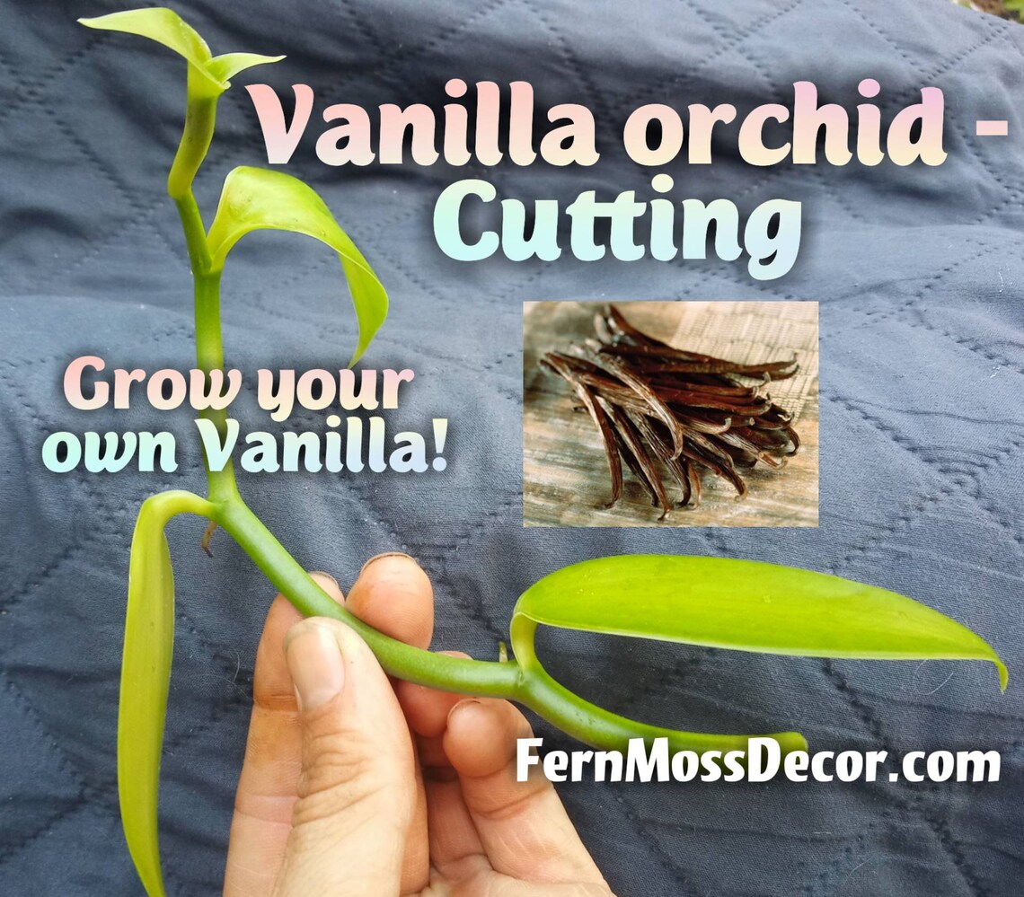 2 VANILLA Planifolia Cuttings Live Orchid Plant Grow Etsy