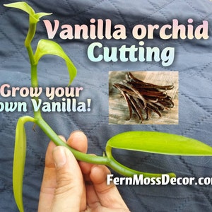 2 - VANILLA Planifolia Cuttings * Live Orchid Plant * Grow your own Beans! Non-GMO From Hawaii!