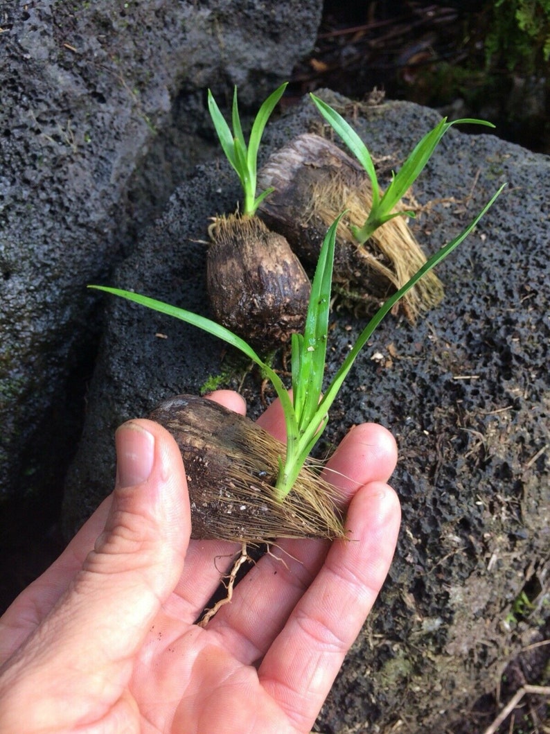 2-4\u201d tall LIVE plants Stilt Screw Pine Pandanus tectorius Seedling 3 ~ Hawaiian HALA tree saplings