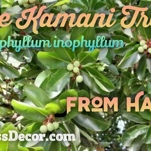4&quot; - 6&quot; tall * Hawaiian True Kamani Nut Tree * Calophyllum inophyllum * Tamanu Oil Live Plant From Hawaii!