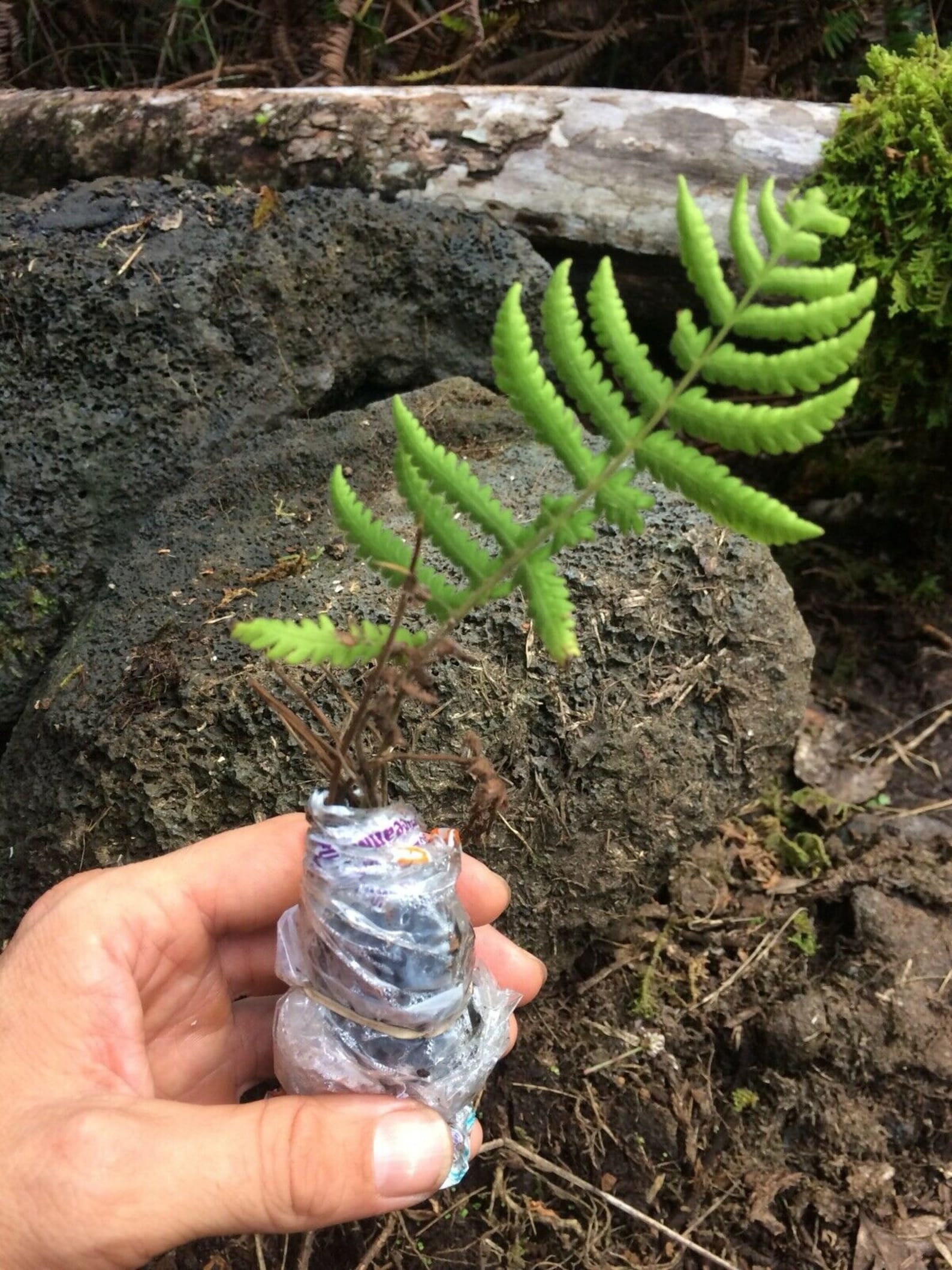 4 Inch Tall HAWAIIAN HAPU'U TREE Fern Plant From - Etsy
