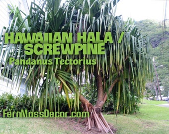 Hawaiian HALA * 1 - 2 foot tall Tree * LIVE PLANT * Stilt Screw Pine Pandanus tectorius