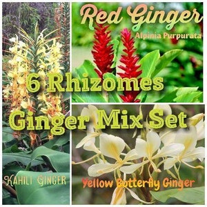 May include: A set of six ginger rhizomes for planting. The set includes red ginger, yellow butterfly ginger, and Kahili ginger. The rhizomes are ready to be planted in your garden.