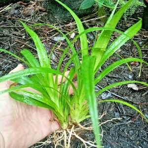 May include: A close-up of a plant with long, vibrant green leaves and visible white roots. The plant is held in a hand, showcasing its fresh, natural appearance. The background features dark soil and foliage.