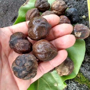 20 seeds! * Hawaiian Kukui * Aleurites moluccanus * Tropical tree nut seeds * From Hawaii!