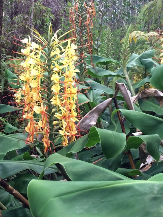 6 Large Bulbs Hawaiian Kahili Ginger Tropical Live Plant Etsy