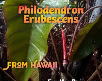 1 - Philodendron Erubescens * 3 Node cutting * Blushing - Red Emerald * Live Plant * From Hawaii!