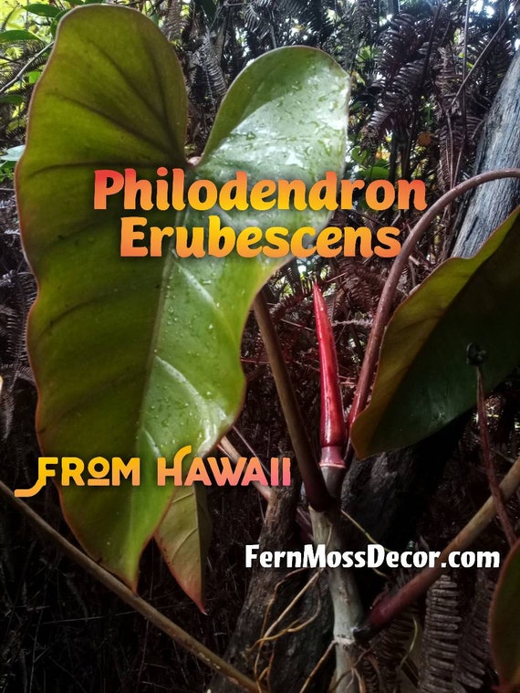 Rooted 2 Ft Tall X 18" Wide * 1 - Philodendron Erubescens * Blushing - Red  Emerald * Live Plant * From Hawaii! - Etsy