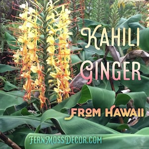 2 Large Rhizomes * HAWAIIAN Kahili Ginger * Root butterfly Bulbs Tuber * Tropical Live Plant From Hawaii!
