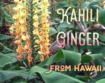 2 Large Rhizomes * HAWAIIAN Kahili Ginger * Root butterfly Bulbs Tuber * Tropical Live Plant From Hawaii!