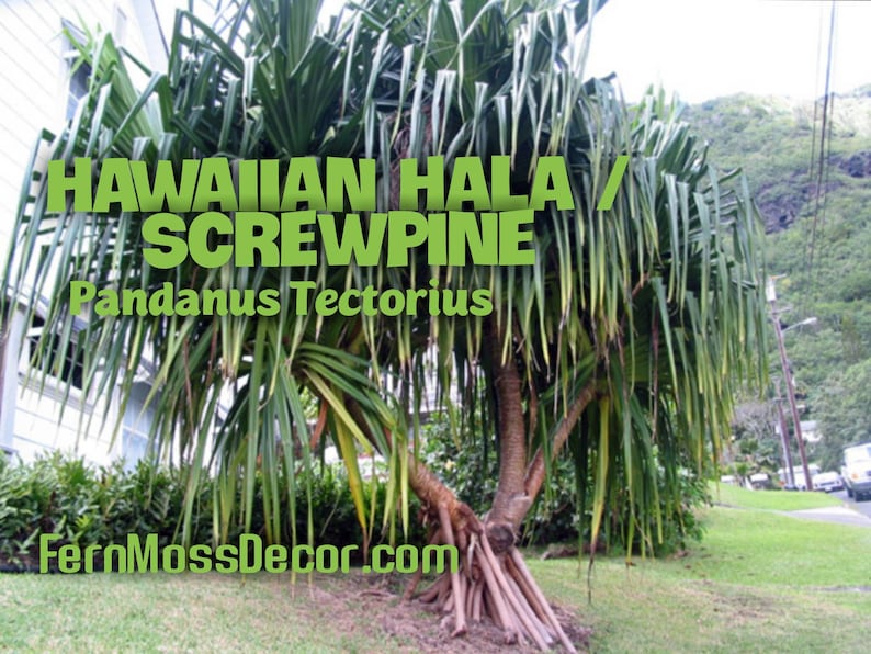2-4\u201d tall LIVE plants Stilt Screw Pine Pandanus tectorius Seedling 3 ~ Hawaiian HALA tree saplings
