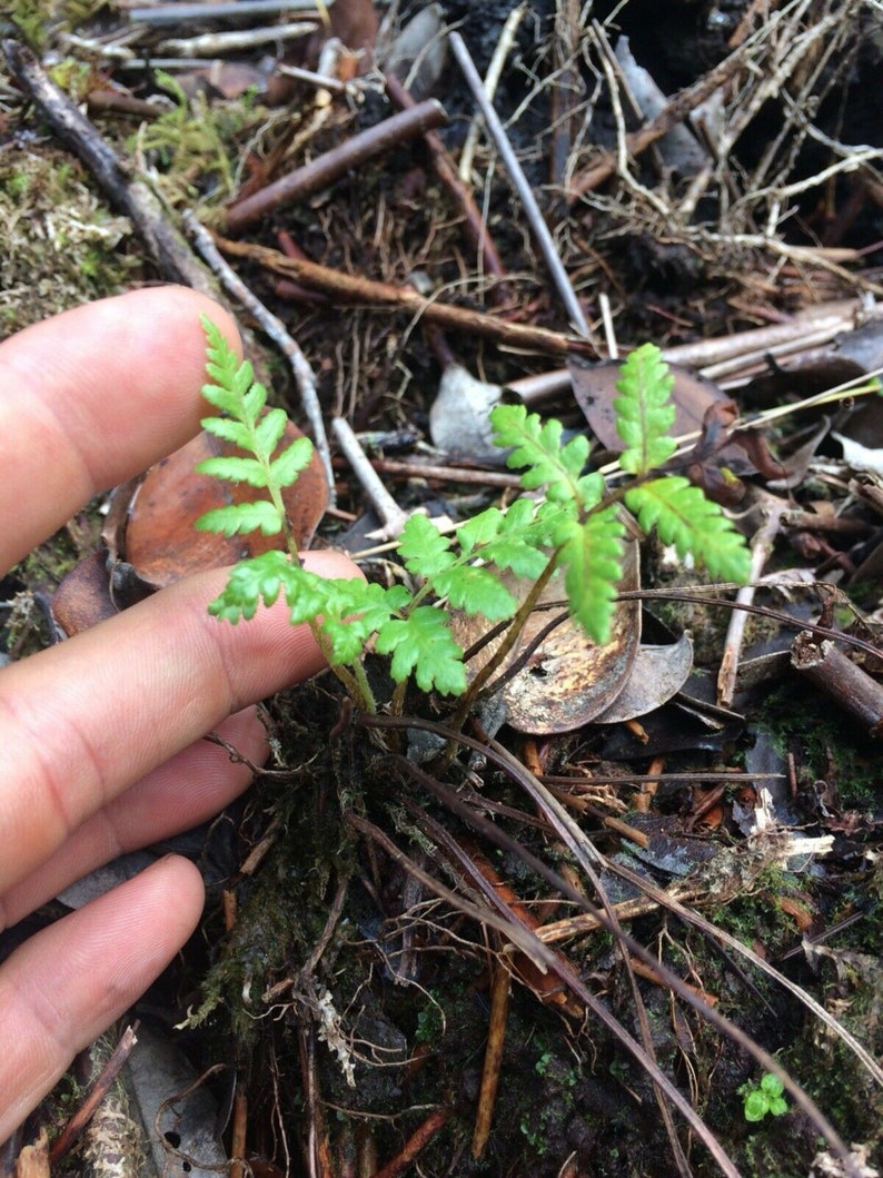 4 inch tall HAWAIIAN HAPU'U TREE Fern Plant From Etsy