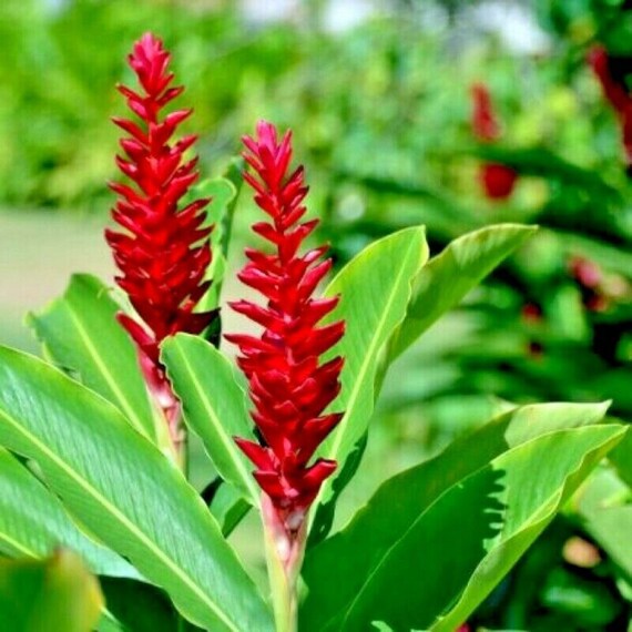 3 Small Rhizomes Red Ginger Hawaiian Tropical Plant Roots Etsy