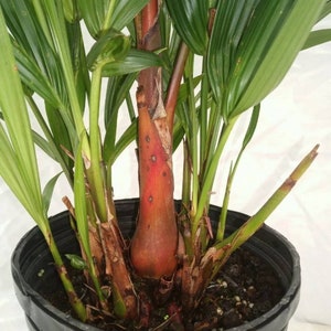 Rare Extra Large! Cyrtostachys Renda * 3 foot tall! * Lipstick - Red Sealing Wax palm tree Tropical live plant From Hawaii!
