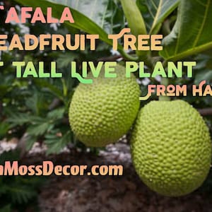 Air-Layered Samoan Ma &#39;afala Breadfruit Tree *3 ft tall * Ulu fruit Tropical live plant From Hawaii!