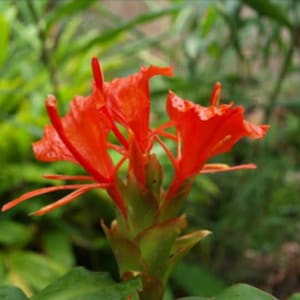 2 Hedychium greenii * Salmon - Red Flowers * 4 - 6 inches tall * Ginger Lily * butterfly Bulbs Tuber Rhizomes * Tropical Live Plant Hawaii!
