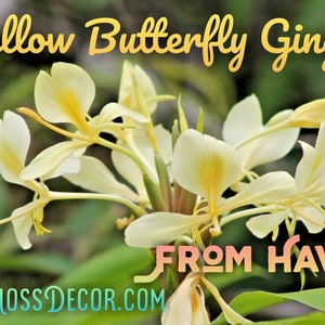 2 - Large Rhizomes * Yellow Butterfly Ginger Lily  *Very Fragrant* Ready to be planted * Tubers Bulbs Grown in Hawaii!