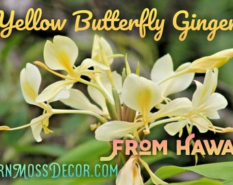 2 - Large Rhizomes * Yellow Butterfly Ginger Lily  *Very Fragrant* Ready to be planted * Tubers Bulbs Grown in Hawaii!