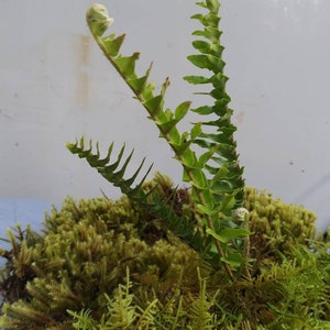 May include: A close-up of a green fern plant with new growth emerging from the center of the plant. The fern is growing in a bed of green moss.